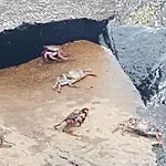 La Caleta Arico 1 *