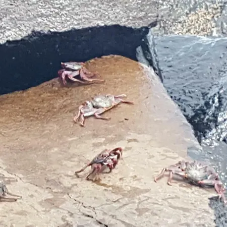 La Caleta 1 *